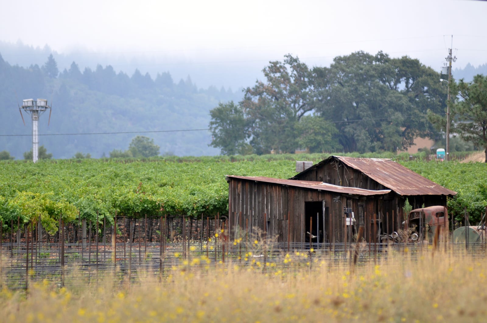 Vineyard rows and a weathered barn in the Napa Valley near Yountville, California